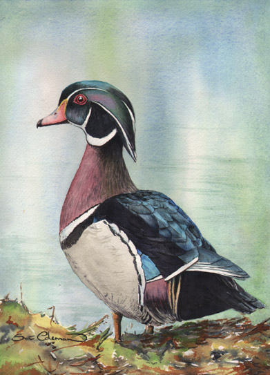 Wood Duck